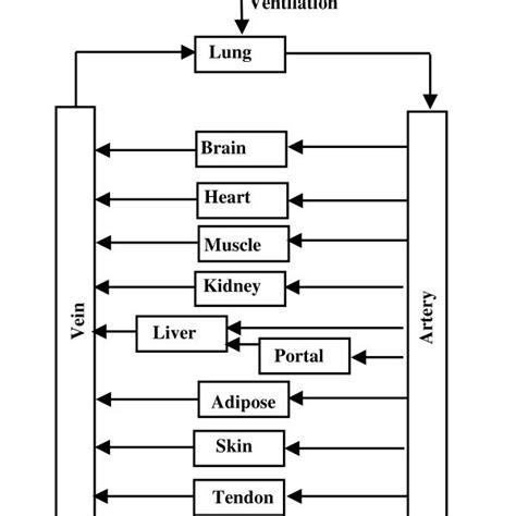 Schematic Diagram Of The Pbpk Model The Organ Portal Refers To All