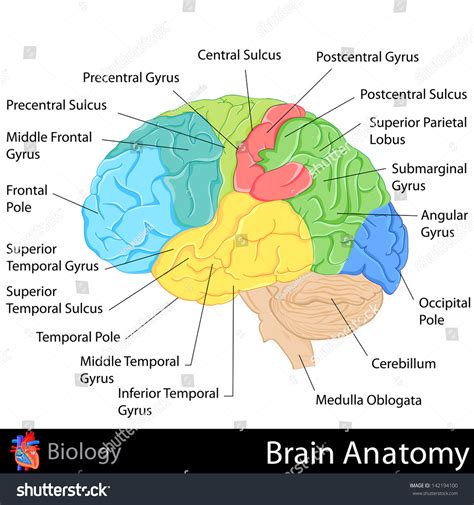 Easy Edit Vector Illustration Brain Anatomy Stock Vector Royalty Free