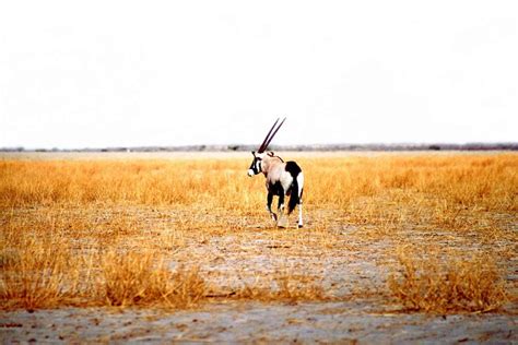 Botswana Travel Guide | Explore & Travel Africa