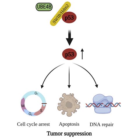 The Swibmdm2 Motif Of Ube4b Activates The P53 Pathway Molecular