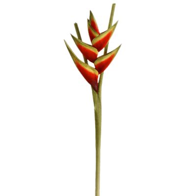 Descargar Heliconia En Maceta Png Transparente Stickpng