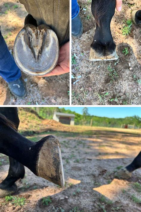Barefoot Trimming Upstate Sc
