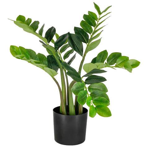 PLANTE ZZ ZAMIOCULCAS ZAMIIFOLIA 3G