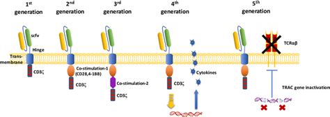 Car T Cell Structure