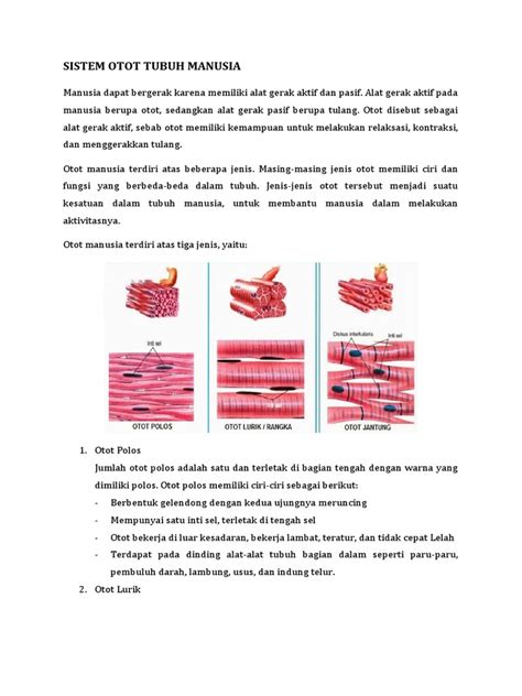 Sistem Otot Tubuh Manusia Pdf