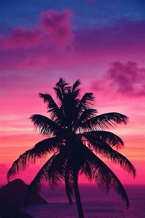 Beach Palm Palm Trees Pink Summer Trees Wallpaper Palm Trees Wallpaper Image 2296127