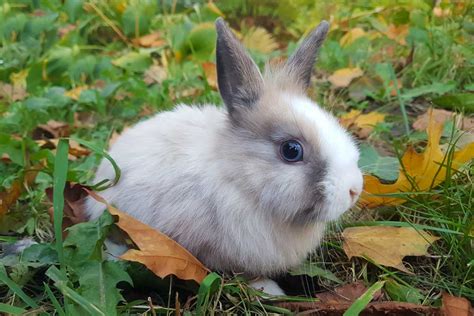 Despachan a Sala de la Cámara el proyecto que reconoce a los animales