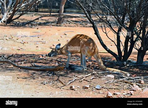 Australia, red kangaroo, largest kangaroo in Australia Stock Photo - Alamy