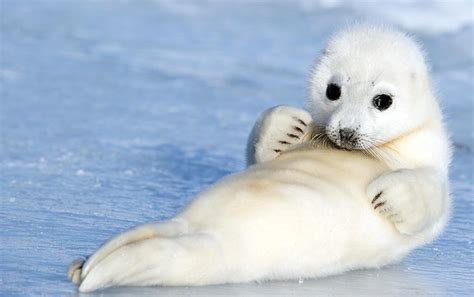 The Harp Seal Cute Animal Animals Lover