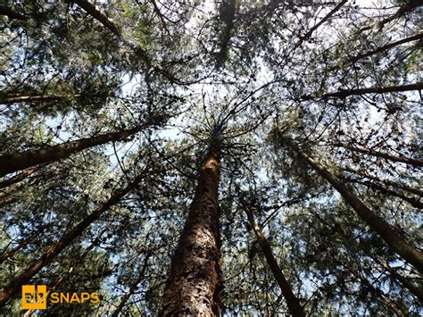 Pine Forest at ooty, India | Pine forest, Ooty, Tree