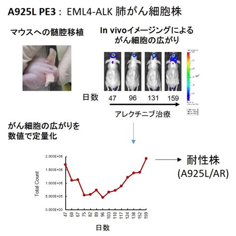 中枢神経系転移での分子標的薬耐性のメカニズムを解明 －他の分子標的薬併用で耐性を克服－ 金沢大学 ナノ生命科学研究所