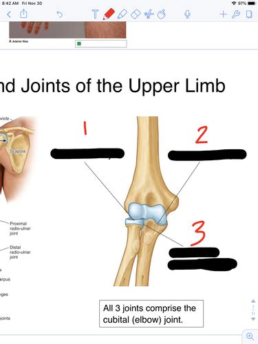 Arm Elbow And Forearm Flashcards Quizlet