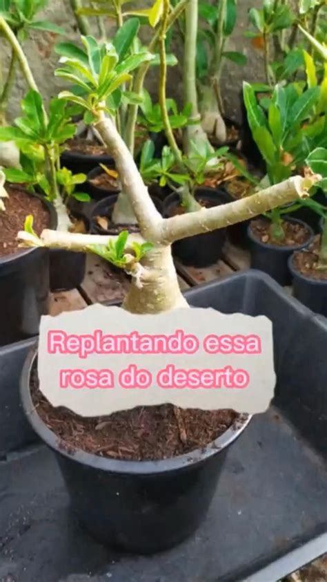 Replantando Essa Rosa Do Deserto Mais Dicas Clique Aqui Vídeo Jardim Reciclado Rosa Do