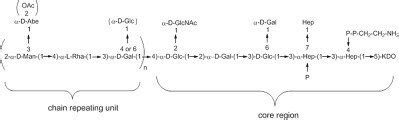 Structure of the O-antigen chain linked to the core region of 2192 S ...