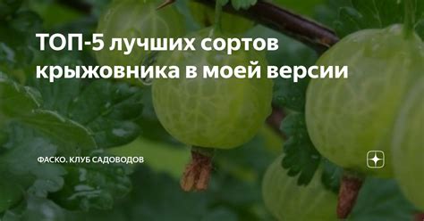 ТОП-5 лучших сортов крыжовника в моей версии | Фаско – надежный уход за ...