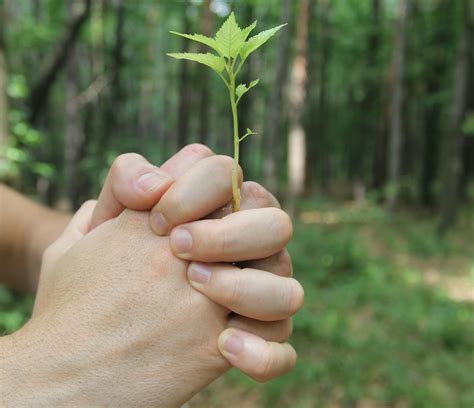 Free Images Hand Nature Plant Flower Leg Finger Spring Green