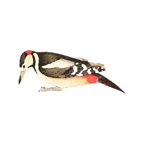 Premium Vector Woodpecker Watercolor Vector Illustration