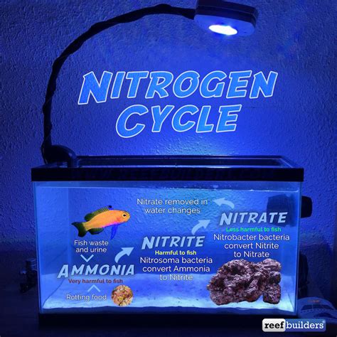 Beginners Guide To Cycling A Saltwater Aquarium Reef Recovery