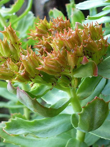 Uk Wildflowers Crassulaceae Rhodiola Rosea Roseroot