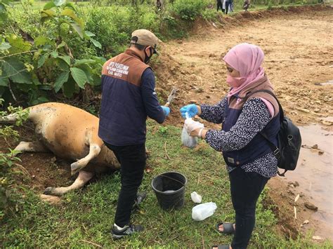 Berita Dan Informasi Sapi Mati Di Maros Terkini Dan Terbaru Hari Ini Detikcom