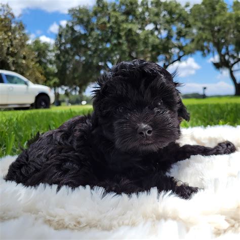 Milo - Black Maltipoo Puppy (Male) - Michele's Puppies & Paws