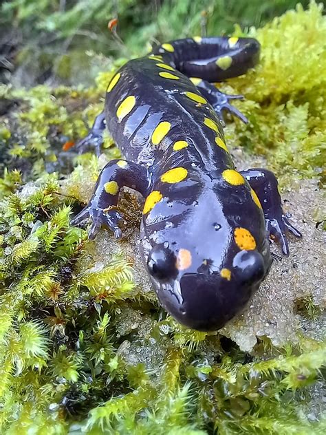 Salamandre Maculée Ambystoma Maculatum Arnaud Bruneel Flickr