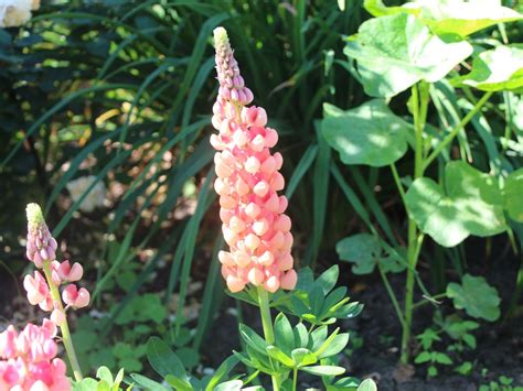 Lupine Salmon Star Lupinus Polyphyllus Salmon Star Baumschule