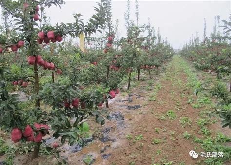 苹果树栽培技术｜苹果树缩剪与缓放技术凤凰网