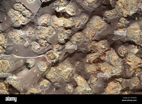 Jellyfish Fossil Hi Res Stock Photography And Images Alamy