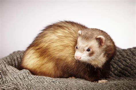 Adrenal Disease In Ferrets Explained Pets Homes