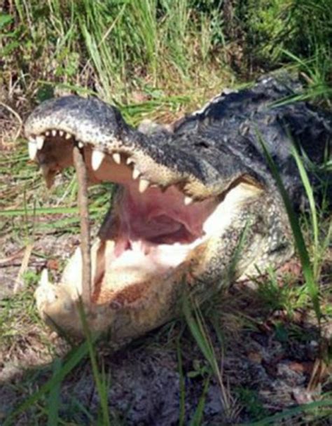 Burglary Suspect Hides From Police Gets Eaten By An Alligator In