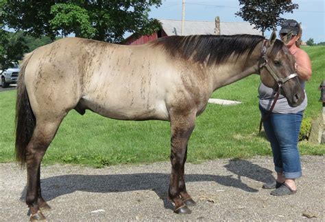 Drink One For Me - AQHA Stud standing at TL Quarter Horses | Beautiful ...