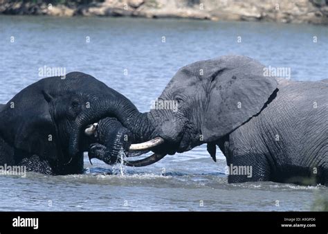 African Elephant Loxodonta Africana Elephant Bulls Fighting In The