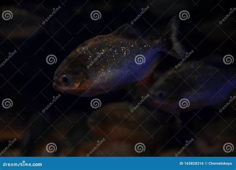 Shiny Fish Stock Photos - Download 15,371 Royalty Free Photos