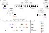 JCI Insight Hypomorphic GINS3 Variants Alter DNA Replication And