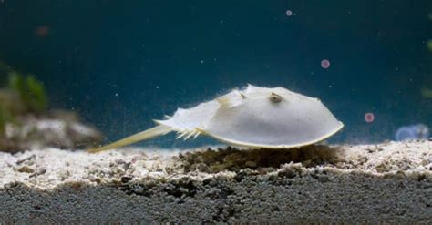 Trilobite Vs Horseshoe Crab What Are The Differences A Z Animals