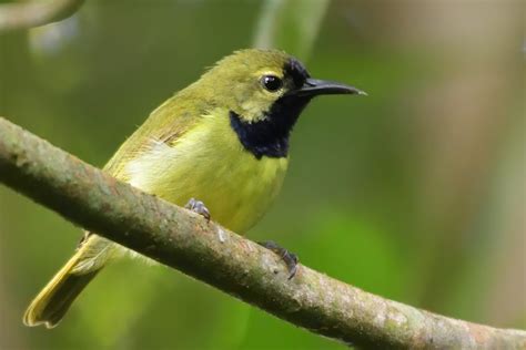 Plain Backed Sunbird Holmen Birding Safaris