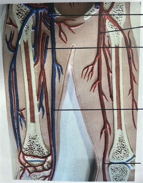 Anatomy Of Blood Vessels Practical 1 Diagram Quizlet