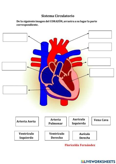 El Sistema Circulatorio Partes del Corazón worksheet Cuerpo humano