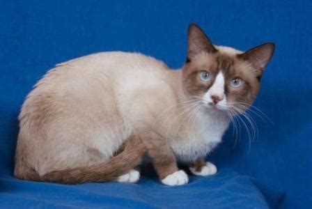 Snowshoe Cat - History and Development