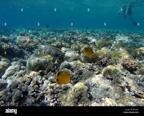 Marine Life Fish Sea Corals On Reef In Palau Micronesia Oceania