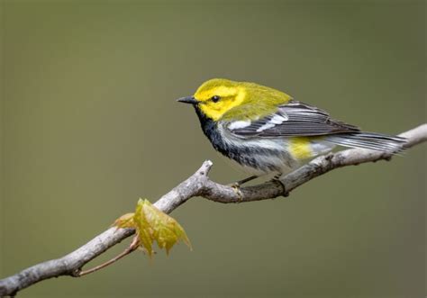 Yellow Birds In California Inc Awesome Photos Birds Advice