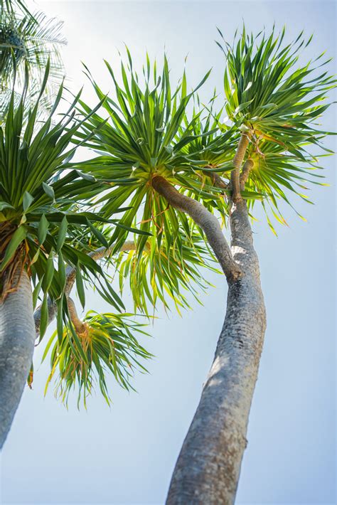Yucca Palm – Baros Environment
