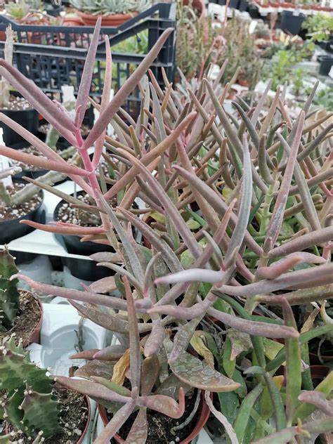 Kalanchoe Sp Siracactus Succulente Vendita Online