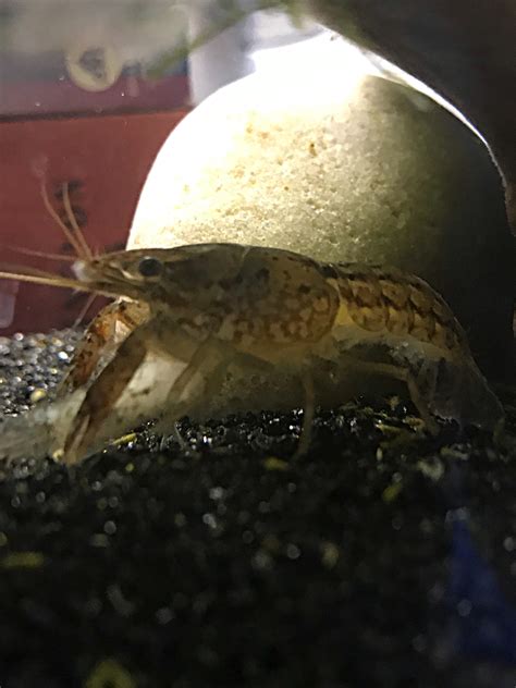 Anyone know what crayfish species this is? : r/Crayfish