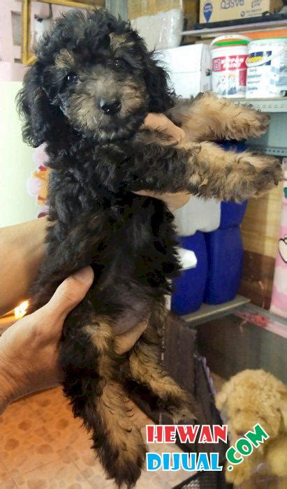 Dijual Anjing Poodle Murah Terpercaya Hewandijual