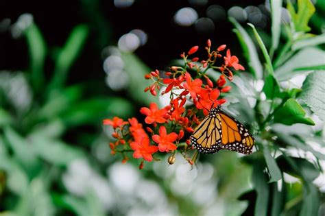 Explore the Key West Butterfly and Nature Conservatory - NYAH