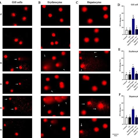 Representative Micro Photographs Of Single Cell Gel Electrophoresis