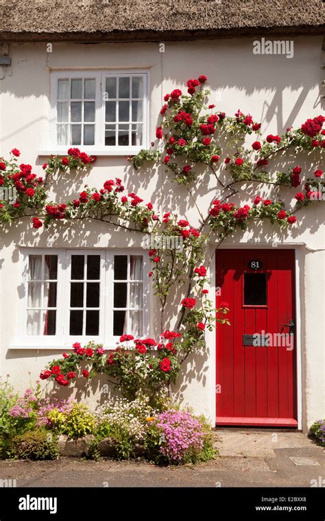 Red climbing rose in flower on a white cottage house, Burton Stock ...