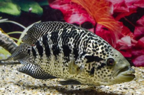 Jaguar Cichlid • Care Guide (Tank Setup, Mates & Diet)